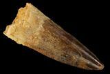 Spinosaurus Tooth - Real Dinosaur Tooth #153942-1